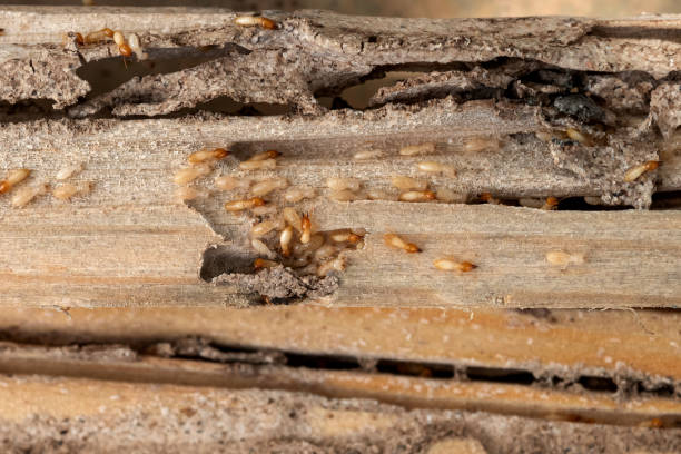 Bird Control in Gallatin, MO