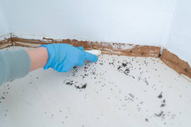 Reliable Gallatin, MO Pest Control Solutions